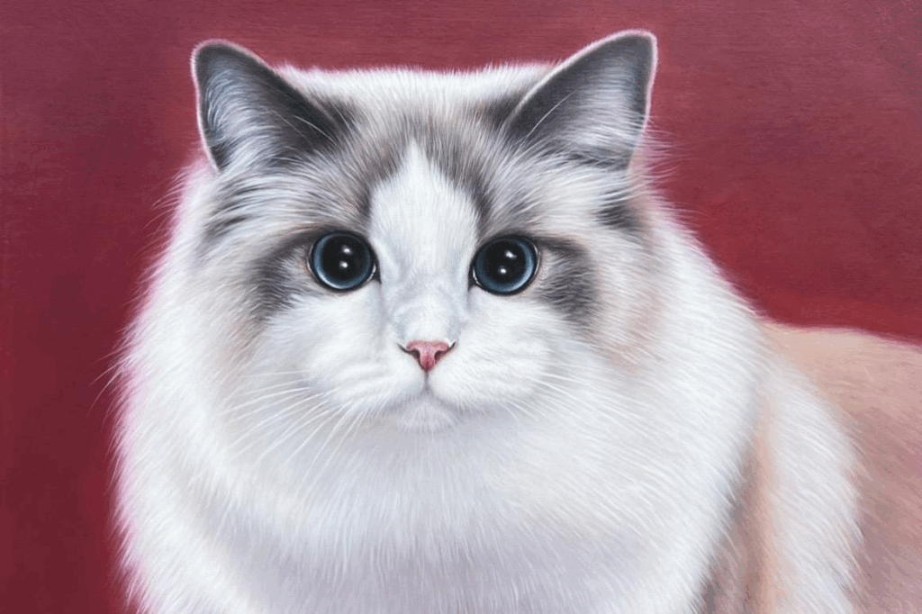 Why Custom Pet Portraits Are the Perfect Gift for Animal Lovers 1 A realistic painting of a white and gray Ragdoll cat with bright blue eyes against a red background.