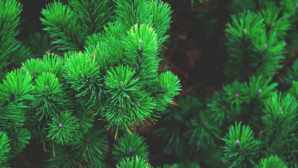 Is Your Site’s Traffic Future-Proof? 3 evergreen as metaphor to evergreen content