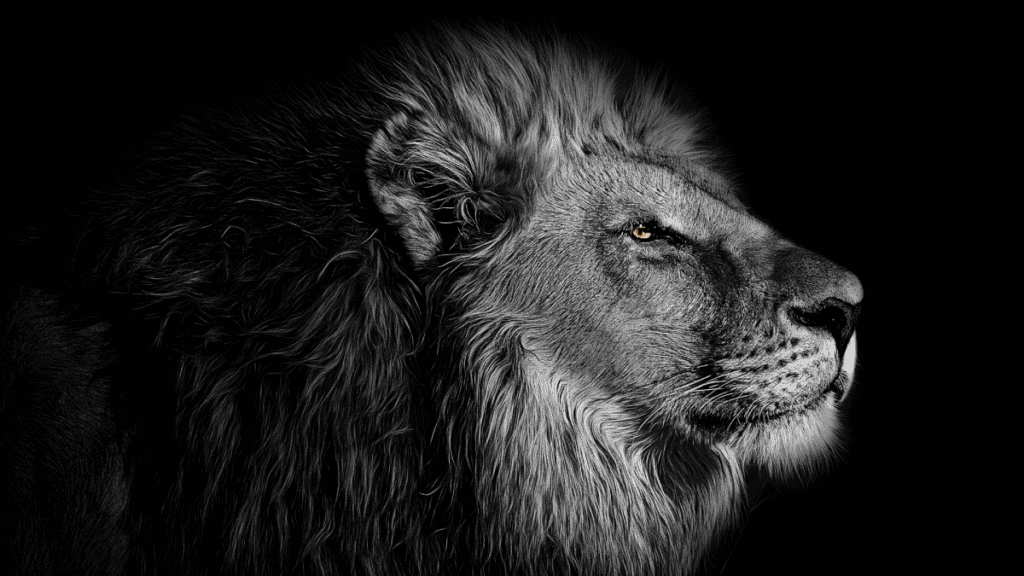 Lion - befunky
